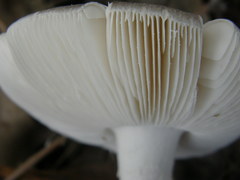 Amanita marmorata