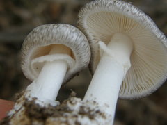 Amanita marmorata