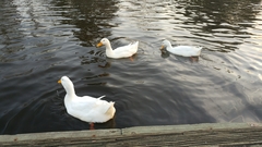 Anas platyrhynchos domesticus