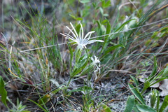 Silene nelsonii