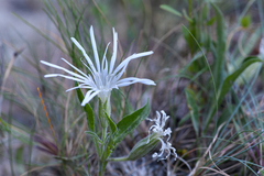 Silene nelsonii