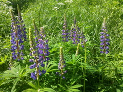 Lupinus polyphyllus