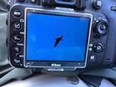 Egretta garzetta dimorpha