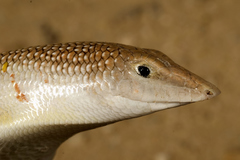 Scincus mitranus