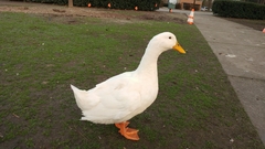 Anas platyrhynchos domesticus