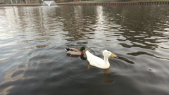 Anas platyrhynchos domesticus