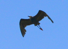 Egretta garzetta dimorpha