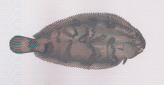 Thickback Sole photo 3