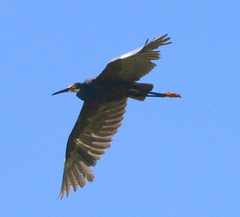 Egretta garzetta dimorpha