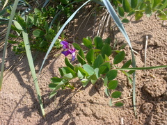 Lathyrus japonicus maritimus