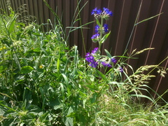 Anchusa officinalis