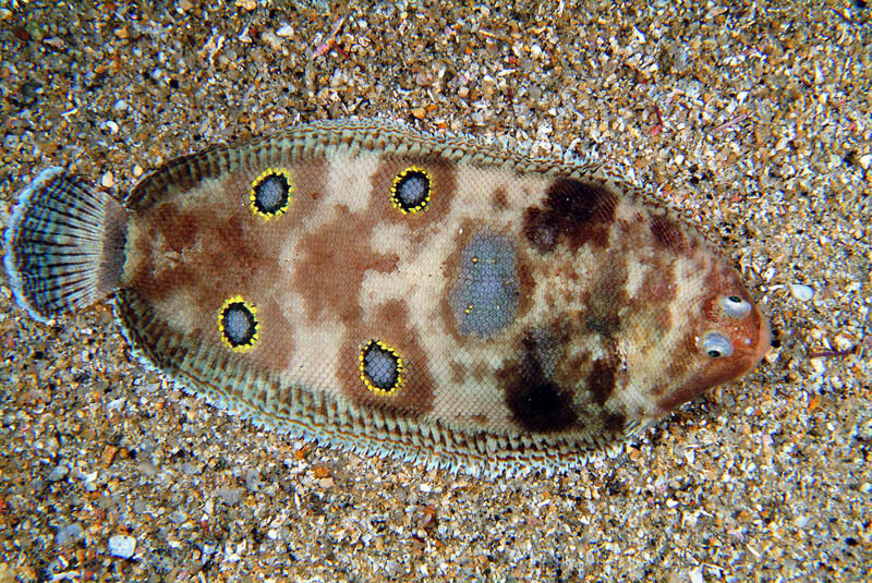 Foureyed Sole