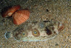 Foureyed Sole photo 2
