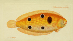Foureyed Sole photo 3