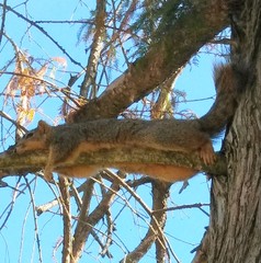 Sciurus niger
