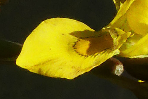 Moraea huttonii image