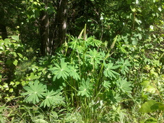 Lupinus polyphyllus