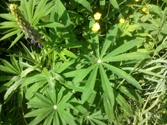 Lupinus polyphyllus