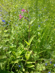 Silene dioica