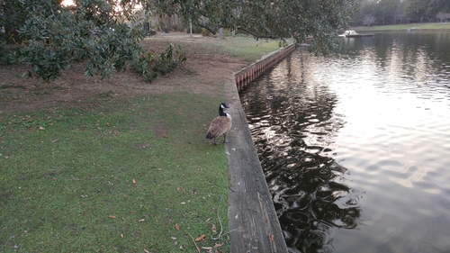 Canada Goose photographed in South Carolina