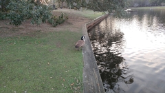 Branta canadensis