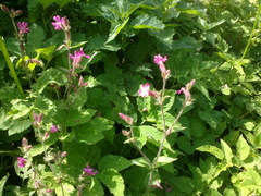 Silene dioica