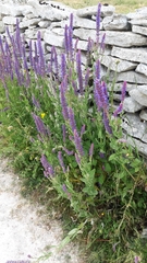 Nepeta tuberosa