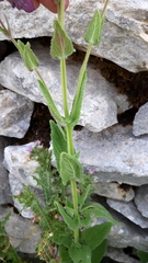 Nepeta tuberosa