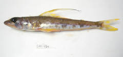 Royal Flagfin photo 4