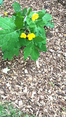 Stylophorum diphyllum