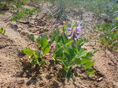 Lathyrus japonicus maritimus
