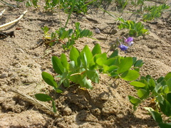 Lathyrus japonicus maritimus