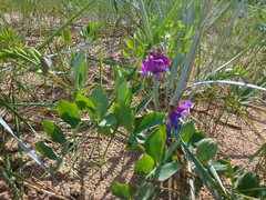 Lathyrus japonicus maritimus