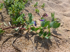 Lathyrus japonicus maritimus