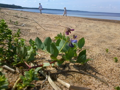 Lathyrus japonicus maritimus