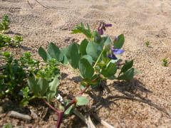 Lathyrus japonicus maritimus
