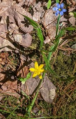 Sisyrinchium mucronatum