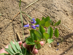 Lathyrus japonicus maritimus