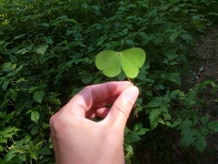 Oxalis acetosella