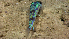 Shortnose Greeneye photo 3