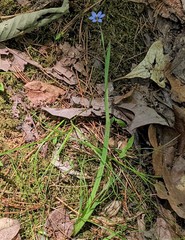 Sisyrinchium mucronatum