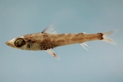 Shortnose Greeneye photo 4