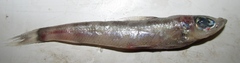 Shortnose Greeneye photo 5