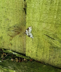 Xanthorhoe fluctuata