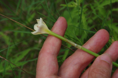 Image of Zephyranthes jonesii by (c) Eric Knight, some rights reserved (CC BY)