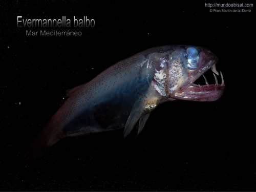 Representative image of Evermannella