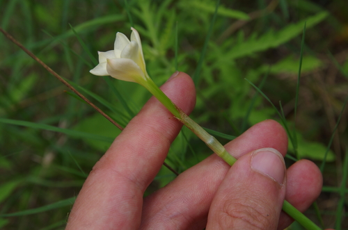 Image of Zephyranthes jonesii by (c) Eric Knight, some rights reserved (CC BY)