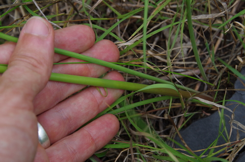 Image of Zephyranthes jonesii by (c) Eric Knight, some rights reserved (CC BY)
