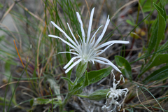 Silene nelsonii