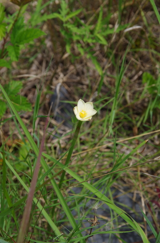 Jones' rainlily (Zephyranthes jonesii)